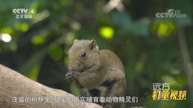 热带雨林里的云南铜壁关自然保护区:动植物的天堂