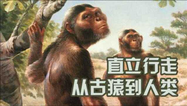 直立行走从古猿到古人类的进化历程