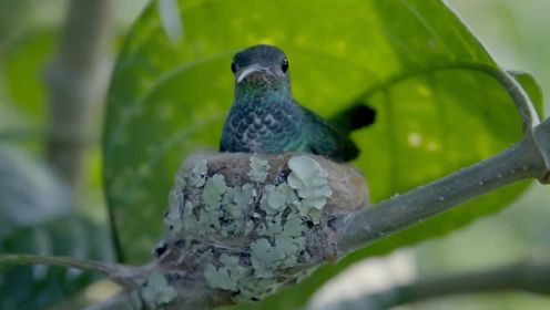 《走进哥伦比亚野生世界 蜂鸟的使命》- 在严酷的条件下，蜂鸟怎样养育雏鸟？