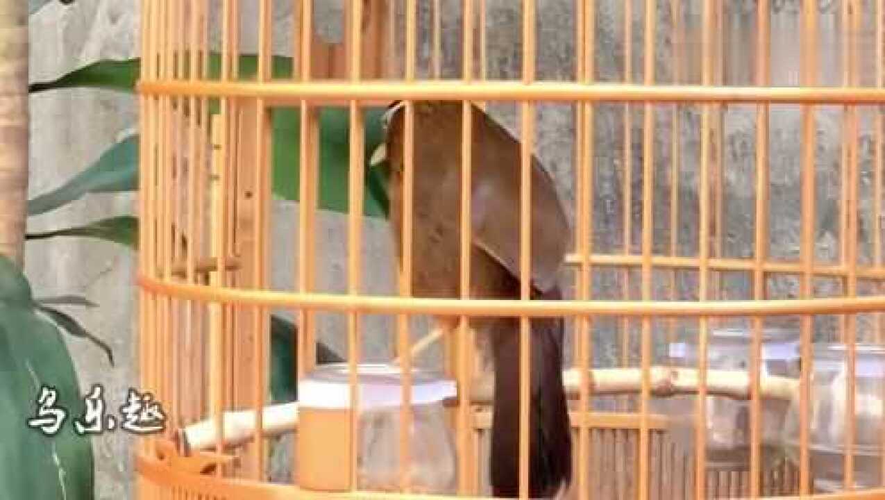 大青眼原毛画眉鸟大叫这鸟叫声清脆悦耳值得聆听