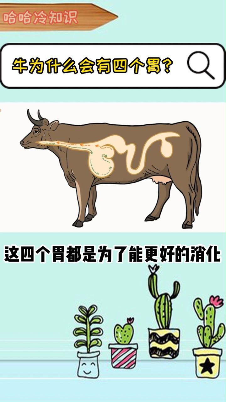 牛的四个胃,人类一个也没放过!#科普#涨知识