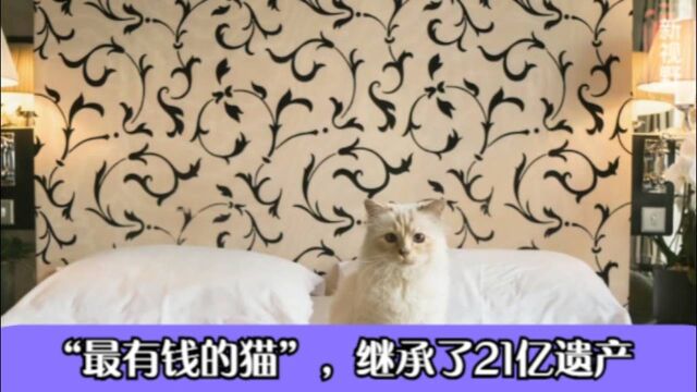 世界上“最有钱的猫”,继承了21亿遗产,现在他的情况怎么样?