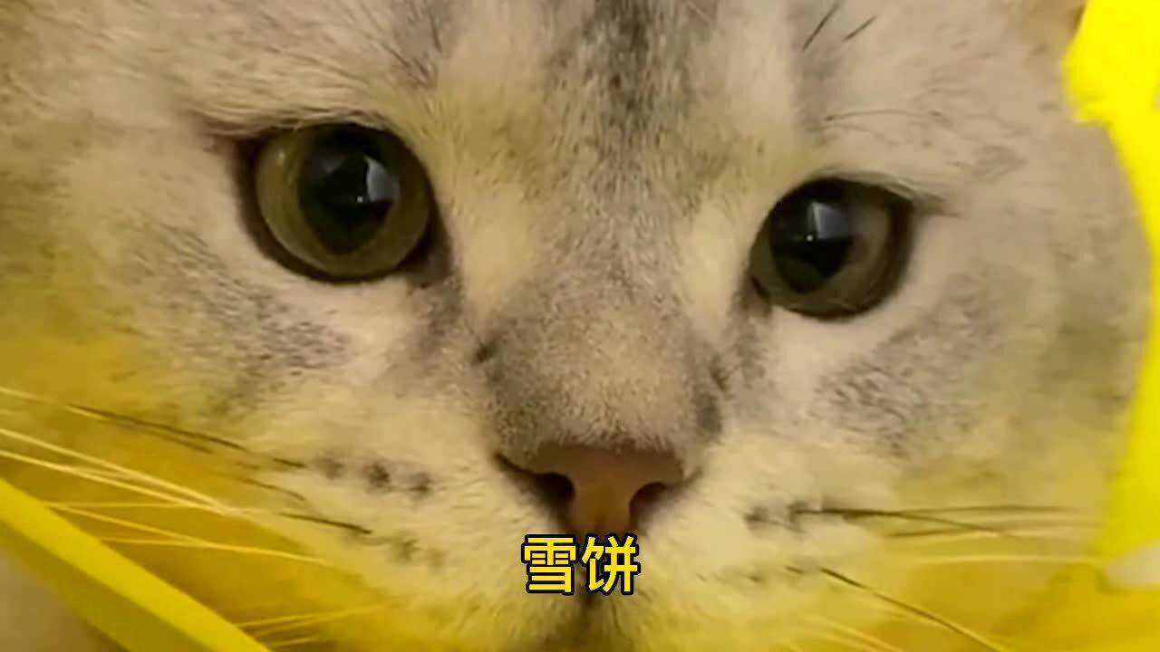 听说小猫咪看到喜欢的人,眼睛的瞳孔就会变圆!原来这个说法是真的呀!