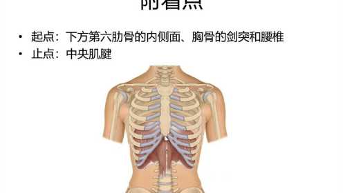
53 膈肌——胸前部、肩部疼痛.
