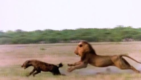 传奇狮王银泰杜梅拉  一生专注杀鬣狗 可结局却令人唏嘘