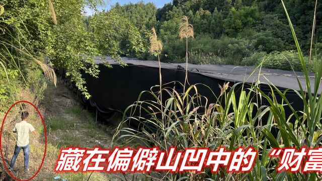 小伙故意在偏僻山凹中,种植一种“见不得光”的名贵药材,年入80万