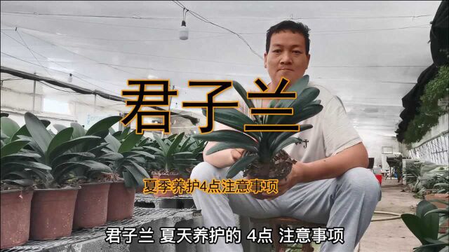 “君子兰”夏季“养护”的“四点”注意“事项”