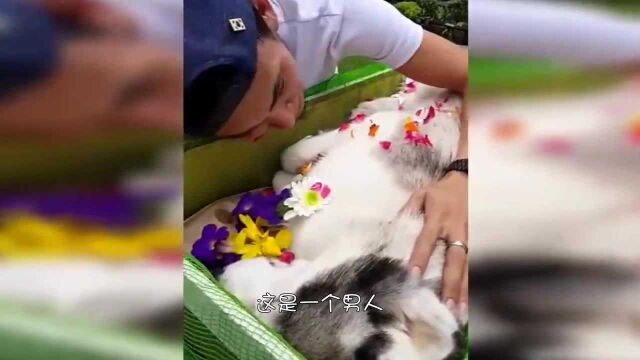 猫咪临终前和主人告别,我不在,你也要快乐起来