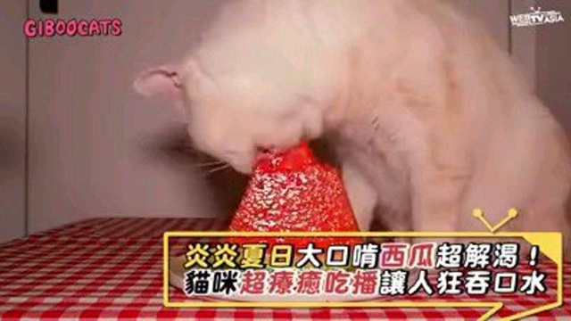 猫咪吃西瓜,听着就流口水