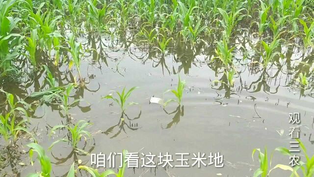 河北行唐县下了三四天的中雨,玉米地积水大深,大姜地怎么样了?