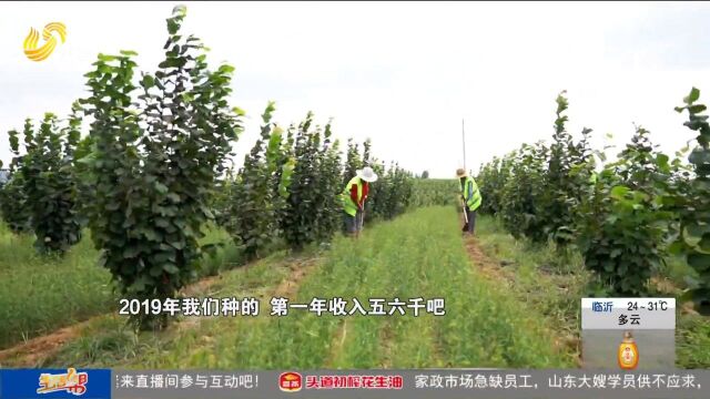 闲置荒山栽绿树,小榛子结出“金饽饽”,变身村民增收致富新路子