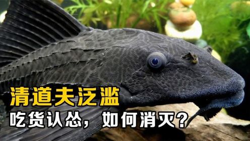 清道夫鱼泛滥成灾，中国吃货认怂不吃，除了吃还能如何消灭它？