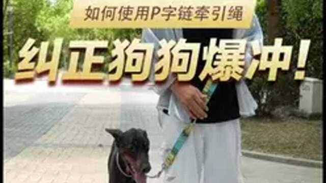 干货!如何正确使用P字链和牵引绳制止狗狗爆冲~#训犬 #训犬教程 #狗狗