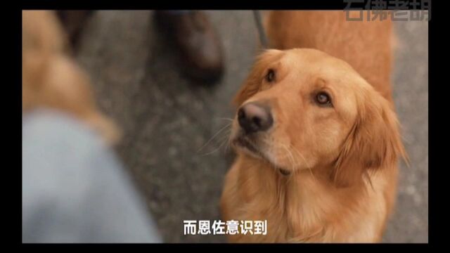 它的出现可能很快被我们遗忘.但确是它的一生忠犬恩佐