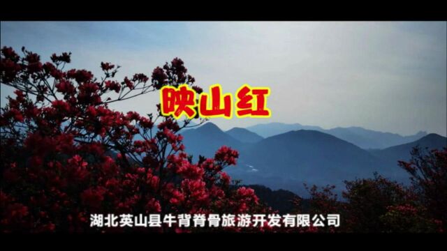 【视频】映山红:湖北英山县牛背脊骨红色旅游