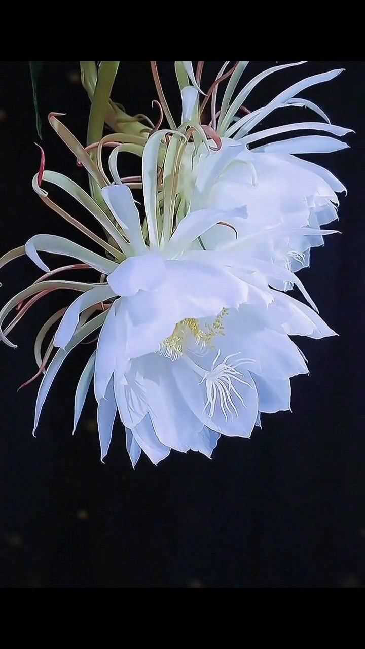 昙花一现!绝美
