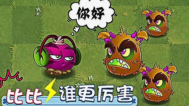 野兽猕猴桃和魔音甜菜,有什么区别? 小伙伴们你知道吗?