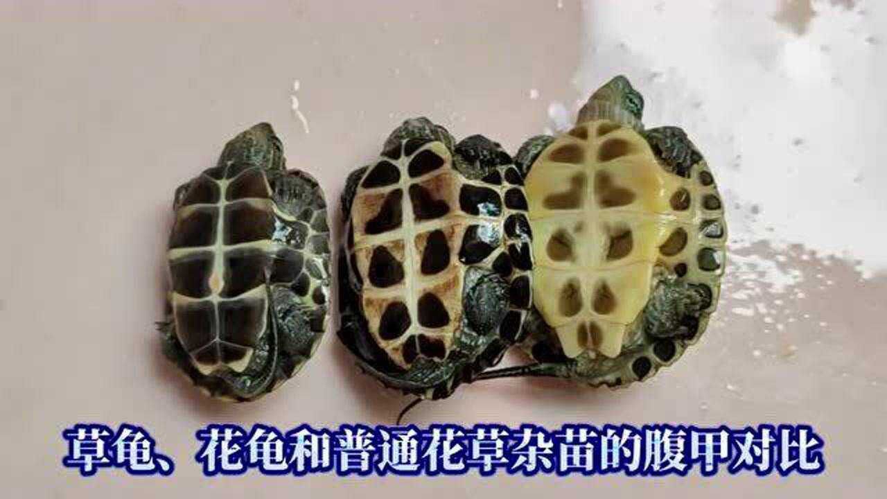 偏花的花草杂交龟和花龟苗的区分方法