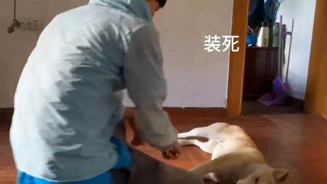 中华田园犬如何训练才训得出效果?