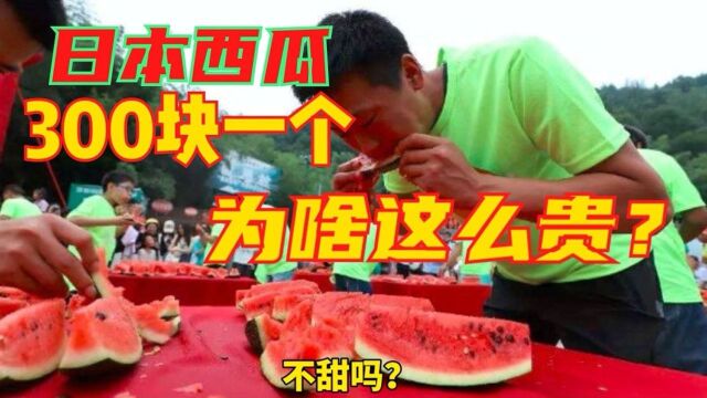 为啥日本西瓜贵到飞起?300块钱一个!为啥中国西瓜全球最便宜?