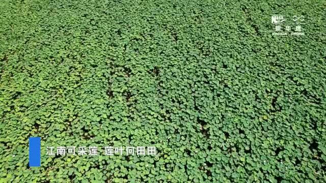 走进乡村看小康|江南采莲正当时