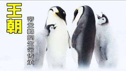 纪录片《王朝》：帝企鹅的传承之路到底有多艰难？看完直接泪目