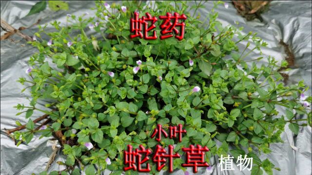 蛇药“母草”植物认识吗?农村俗称“小叶蛇针草”,一起了解下!