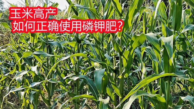 磷钾肥您用对了吗?只需按照这个方法使用,不管什么农作物都高产