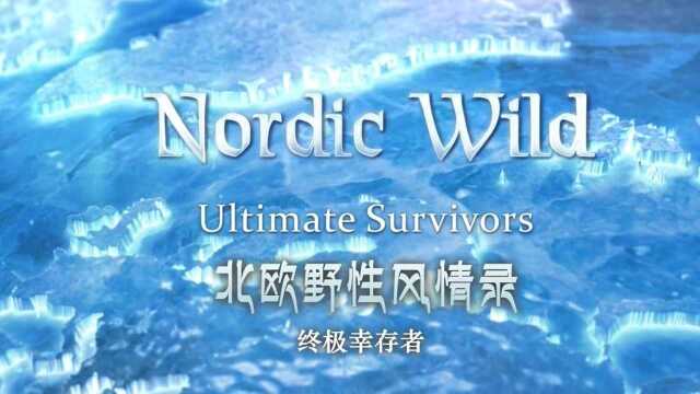 《北欧野性风情录 终极幸存者》 北欧的生物能够精确有效地和地球原始的力量抗衡!