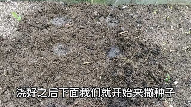 过立秋还能种黄瓜?怎样种才长得快?方法做对黄瓜压满架