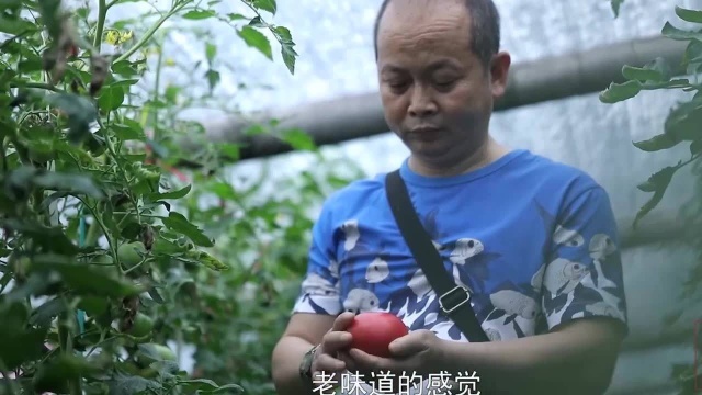 老成都味道,番茄煎蛋面!