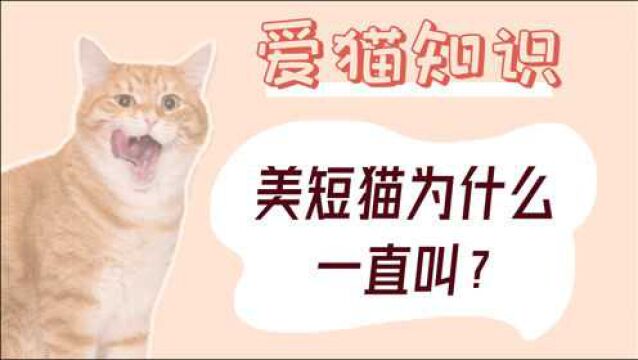 美短猫为什么一直叫?