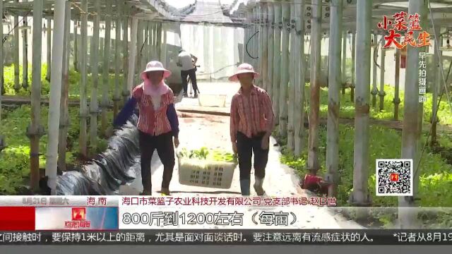 “板上发电 板下种菜”海南探索蔬菜种植新模式