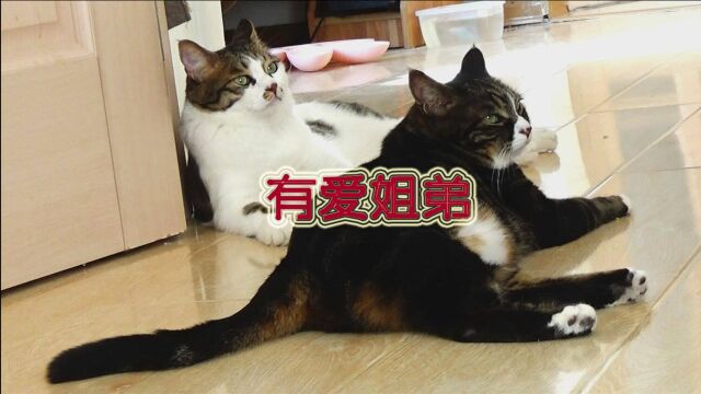 可爱的二代猫忠心守护彼此,守护这个家,还收获了胖橘作迷弟