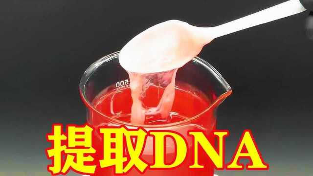 草莓DNA是啥味道?小伙亲自提取,结果你猜怎么着?#知识ˆ’知识抢先知#