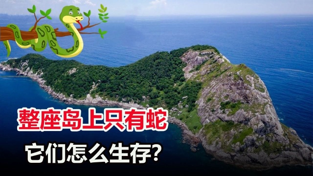 大連蛇島,2萬條毒蛇怎麼來的?與世隔絕,它們如何生存?