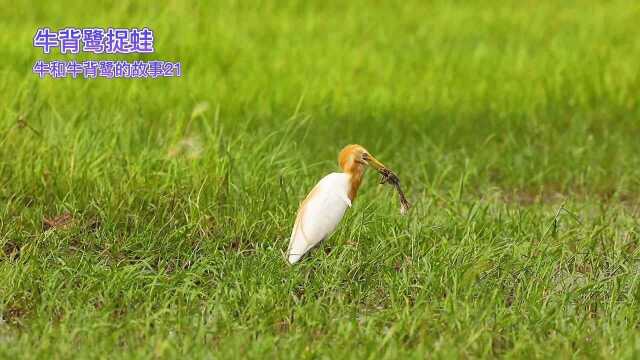 牛背鹭捉蛙 牛和牛背鹭的故事21