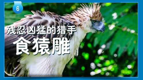 残忍凶猛的猎手食猿雕