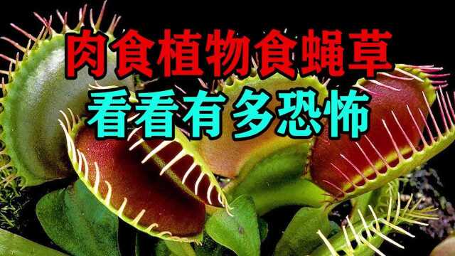 食蝇草到底有多恐怖? #知识ˆ’知识抢先知#