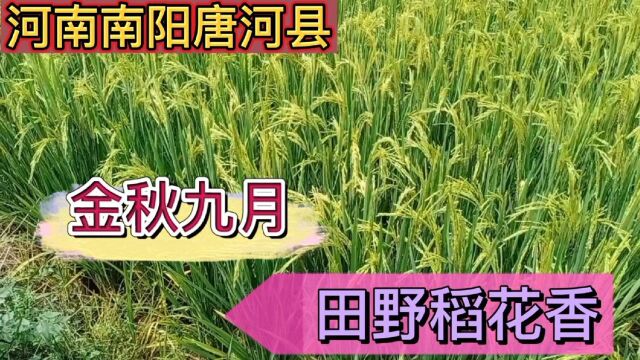 河南南阳唐河县:今秋九月,田野稻花香!