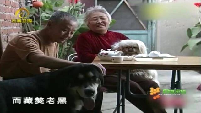 藏獒性格刚毅,力大勇猛,是唯一不怕猛兽的犬种