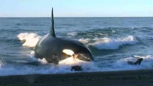 虎鲸为了捕食海狮冲向海岸，差点被搁浅在沙滩上