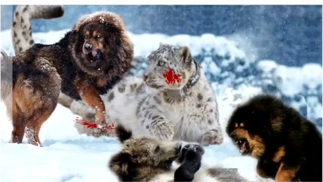 流浪藏獒群斗棕熊,斗雪豹,这种猛犬到底有多强?