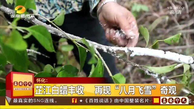 芷江白蜡丰收 再现“八月飞雪”奇观 种植户每亩能收入1.9万元