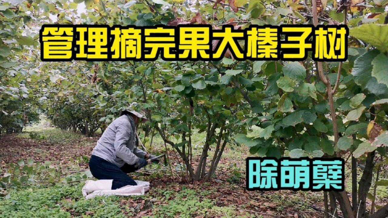 9月份大榛子采收后,榛子园做啥管理,让树保留养分通风透光腾讯视频