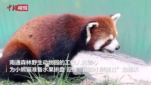 江苏南通小熊猫“过节”畅享水果大餐