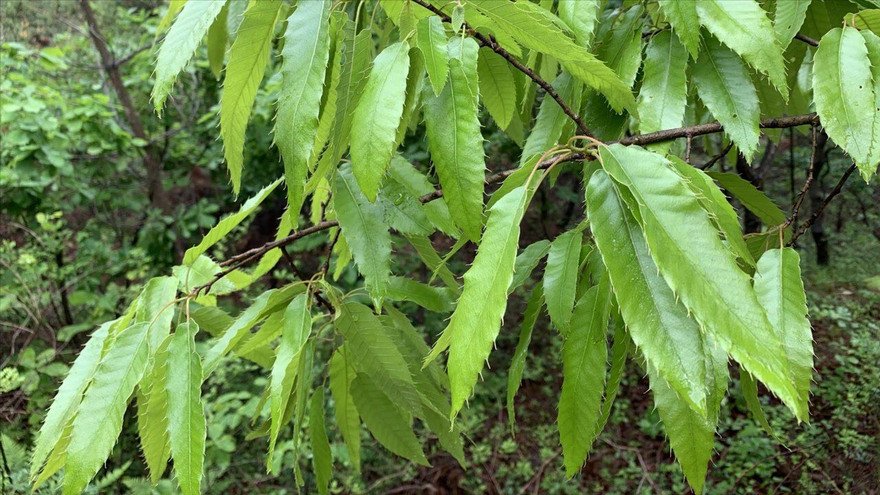 东北农村常见的柞树树叶,虽然普通但有很多妙用,一起来了解下_高清1080P在线观看平台_腾讯视频