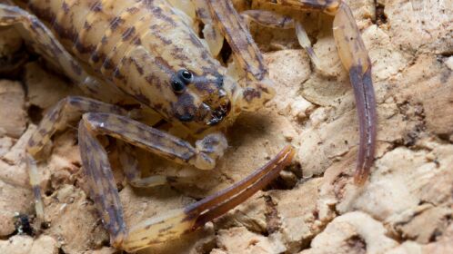 蝎子是古老的昆虫,其中大理石纹蝎会将猎物溶解,吸食猎物