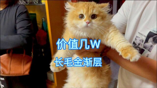 猫贩子花好几个W买只长毛金渐层,这猫能值多少钱是不是翻车了?