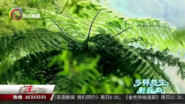 生物万象:似树非树的“活化石”桫椤